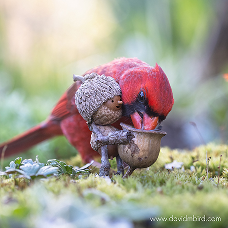 david-bird-img