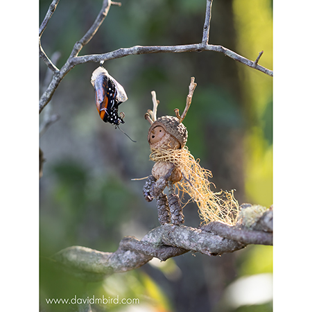 david-bird-img